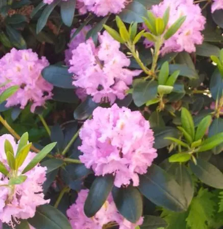 Lilac Zaventem